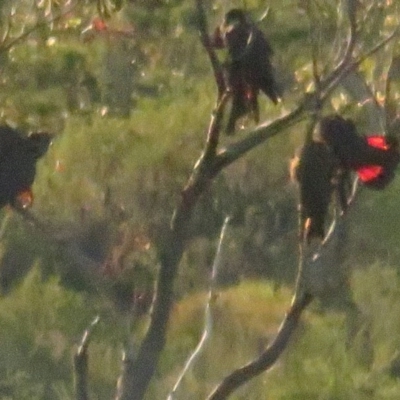 Calyptorhynchus lathami lathami (Glossy Black-Cockatoo) at Vincentia, NSW - 5 Jul 2020 by tomtomward