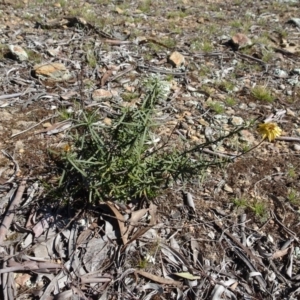 Xerochrysum viscosum at Carwoola, NSW - 26 Aug 2020 01:23 PM