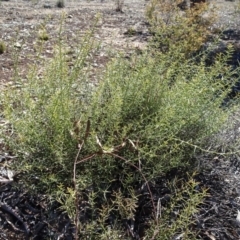 Daviesia genistifolia (Broom Bitter Pea) at Carwoola, NSW - 26 Aug 2020 by AndyRussell