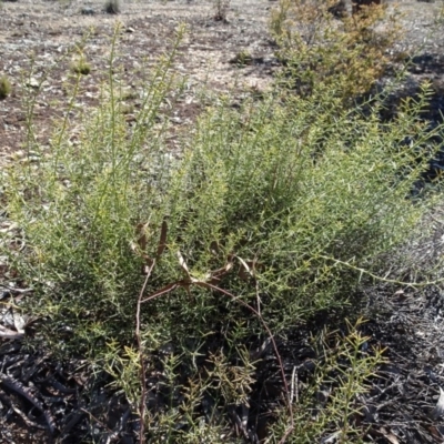 Daviesia genistifolia (Broom Bitter Pea) at Carwoola, NSW - 26 Aug 2020 by AndyRussell