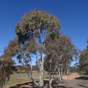 Eucalyptus mannifera at QPRC LGA - 26 Aug 2020 01:26 PM