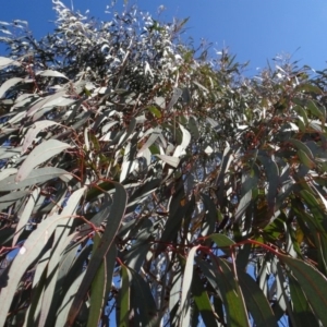 Eucalyptus mannifera at QPRC LGA - 26 Aug 2020 01:26 PM