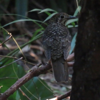 Zoothera lunulata (Bassian Thrush) at Jervis Bay, JBT - 6 Jul 2020 by tomtomward