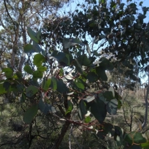 Eucalyptus polyanthemos at Carwoola, NSW - 26 Aug 2020 01:32 PM