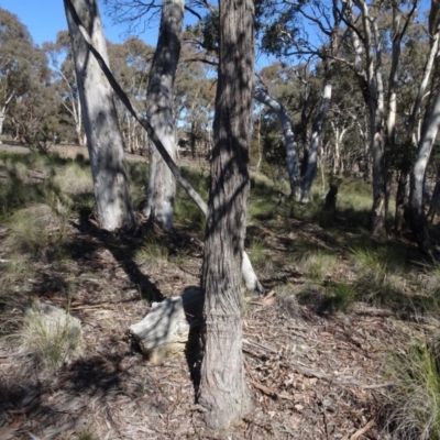 Eucalyptus macrorhyncha (Red Stringybark) at Carwoola, NSW - 26 Aug 2020 by AndyRussell