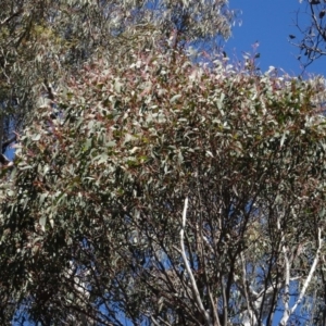 Eucalyptus macrorhyncha at Carwoola, NSW - 26 Aug 2020 01:35 PM