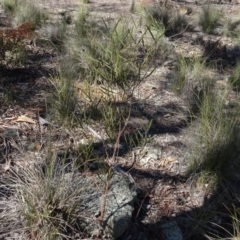 Acacia dawsonii (Dawson's Wattle) at Carwoola, NSW - 26 Aug 2020 by AndyRussell