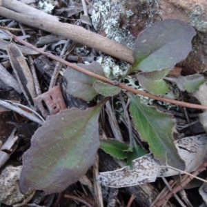 Goodenia hederacea at Carwoola, NSW - 26 Aug 2020