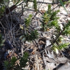 Melichrus urceolatus (Urn Heath) at Carwoola, NSW - 26 Aug 2020 by AndyRussell