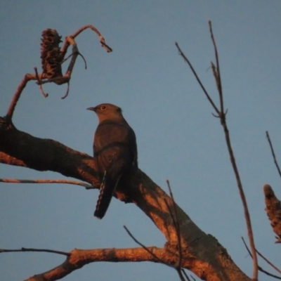 Cacomantis flabelliformis (Fan-tailed Cuckoo) at Jervis Bay, JBT - 6 Jul 2020 by tomtomward