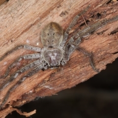 Isopeda sp. (genus) (Huntsman Spider) at Mount Ainslie - 26 Aug 2020 by jb2602