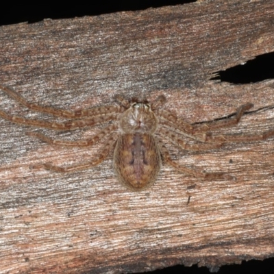 Isopedella sp. (genus) (Isopedella huntsman) at Majura, ACT - 26 Aug 2020 by jbromilow50