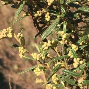 Pomaderris angustifolia at Coree, ACT - 26 Aug 2020