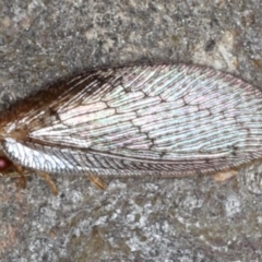 Psychobiella sp. (genus) (Brown Lacewing) at Majura, ACT - 26 Aug 2020 by jbromilow50