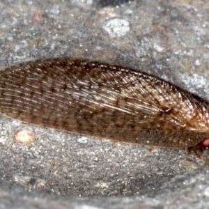 Psychobiella sp. (genus) at Majura, ACT - 26 Aug 2020 03:36 PM