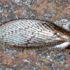 Psychobiella sp. (genus) at Majura, ACT - 26 Aug 2020