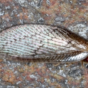 Psychobiella sp. (genus) at Majura, ACT - 26 Aug 2020 03:36 PM