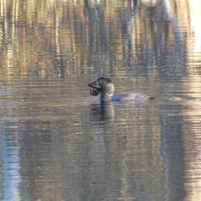 Biziura lobata (Musk Duck) at Thurgoona, NSW - 26 Aug 2020 by MattLincoln