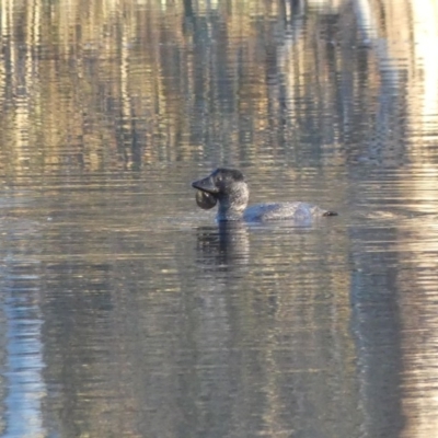 Biziura lobata (Musk Duck) at Thurgoona, NSW - 26 Aug 2020 by MattLincoln