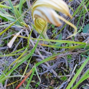 Diplodium truncatum at Gundaroo, NSW - suppressed