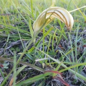 Diplodium truncatum at Gundaroo, NSW - suppressed