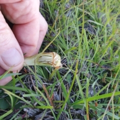 Diplodium truncatum at Gundaroo, NSW - suppressed