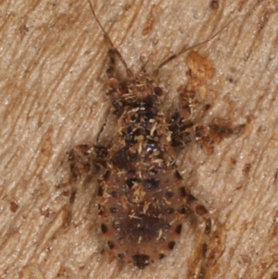 Pentatomidae (family) (Shield or Stink bug) at Majura, ACT - 26 Aug 2020 by jb2602