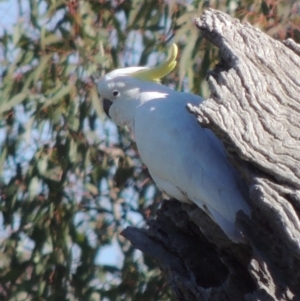 Cacatua galerita at Gordon, ACT - 28 Jun 2020 02:02 PM