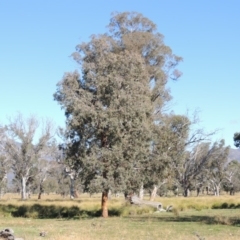 Eucalyptus polyanthemos (Red Box) at Gordon, ACT - 28 Jun 2020 by MichaelBedingfield