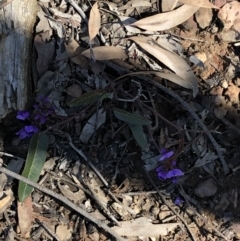 Hardenbergia violacea (False Sarsaparilla) at Acton, ACT - 25 Aug 2020 by LeafBird