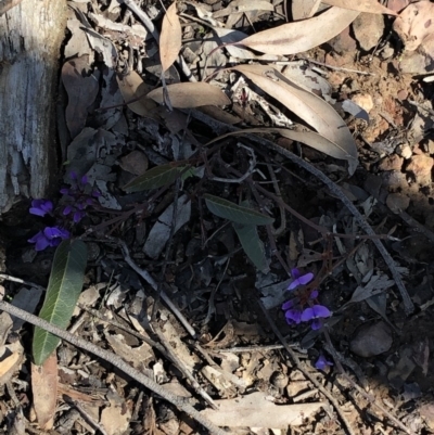 Hardenbergia violacea (False Sarsaparilla) at Acton, ACT - 25 Aug 2020 by LeafBird