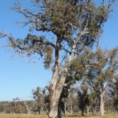 Eucalyptus blakelyi (Blakely's Red Gum) at Gordon, ACT - 28 Jun 2020 by MichaelBedingfield