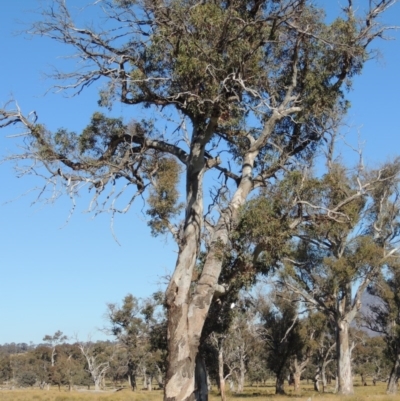 Eucalyptus blakelyi (Blakely's Red Gum) at Gordon, ACT - 28 Jun 2020 by MichaelBedingfield