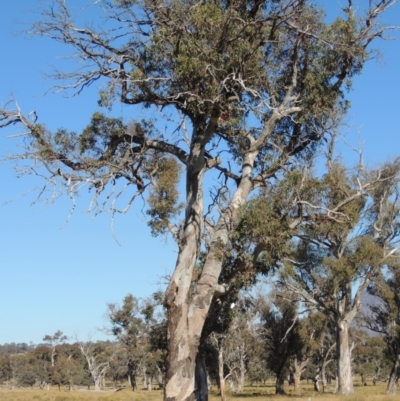 Eucalyptus blakelyi (Blakely's Red Gum) at Lanyon - northern section - 28 Jun 2020 by michaelb