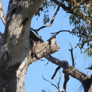 Eucalyptus blakelyi at Gordon, ACT - 28 Jun 2020