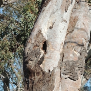 Eucalyptus blakelyi at Gordon, ACT - 28 Jun 2020