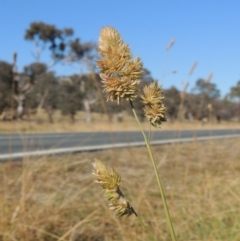 Dactylis glomerata (Cocksfoot) at Lanyon - northern section - 28 Jun 2020 by michaelb