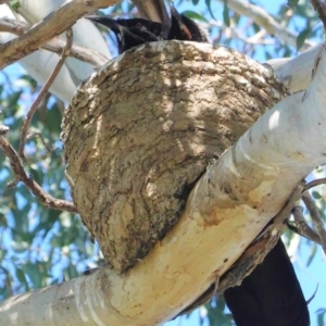 Corcorax melanorhamphos at Deakin, ACT - 27 Aug 2020 11:32 AM