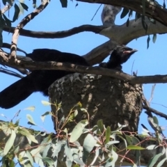 Corcorax melanorhamphos at Deakin, ACT - 27 Aug 2020 11:32 AM