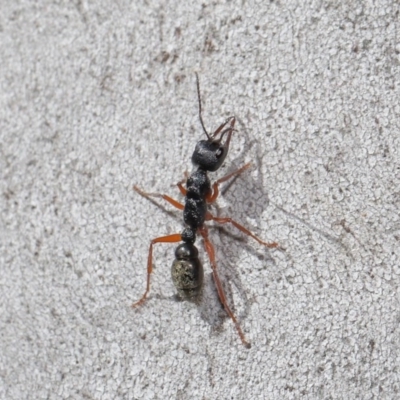 Myrmecia fulvipes (Red-legged Toothless bull ant) at ANBG - 25 Aug 2020 by TimL