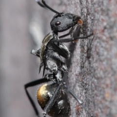 Polyrhachis ammon (Golden-spined Ant, Golden Ant) at Acton, ACT - 25 Aug 2020 by TimL