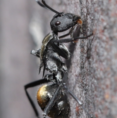 Polyrhachis ammon (Golden-spined Ant, Golden Ant) at Acton, ACT - 25 Aug 2020 by TimL