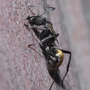 Polyrhachis ammon at Acton, ACT - 25 Aug 2020 12:40 PM