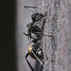 Polyrhachis ammon at Acton, ACT - 25 Aug 2020