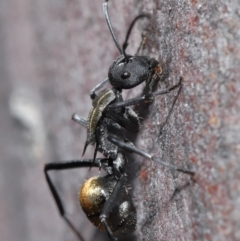 Polyrhachis ammon at Acton, ACT - 25 Aug 2020 12:40 PM