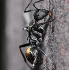 Polyrhachis ammon at Acton, ACT - 25 Aug 2020 12:40 PM