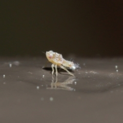 Cicadellidae (family) at ANBG - 25 Aug 2020 12:49 PM