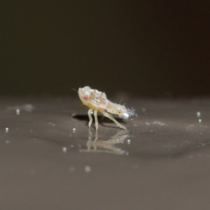 Cicadellidae (family) at ANBG - 25 Aug 2020 12:49 PM