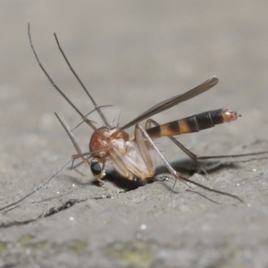 Mycetophilidae (family) at Acton, ACT - 25 Aug 2020