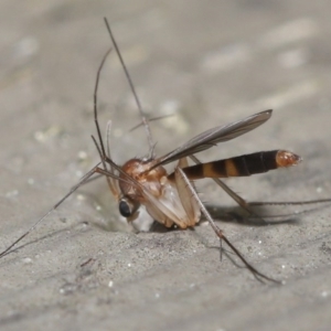 Mycetophilidae (family) at Acton, ACT - 25 Aug 2020